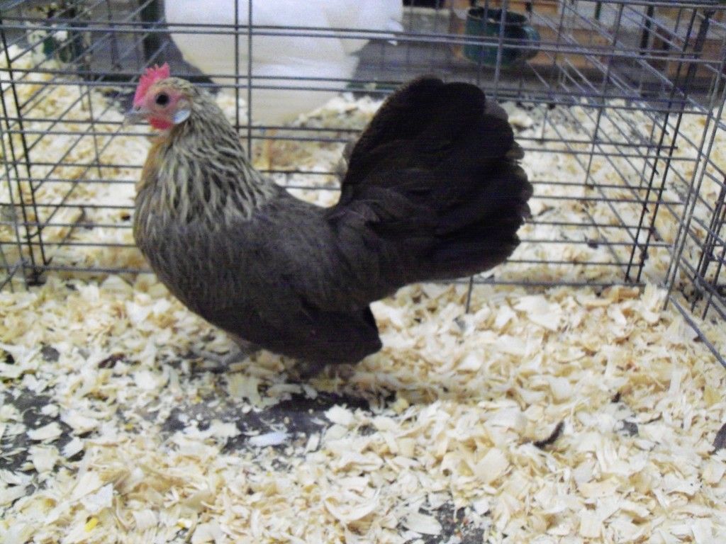 Cream Light Brown and Blue Cream The Classroom The Coop